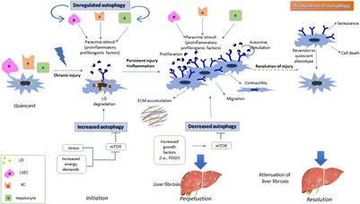 Autophagy and Exosomes: Cross-Regulated Pathways Playing Major Roles in Hepatic Stellate Cells Activation and Liver Fibrosis